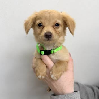 Benson Boone -  Mixed Breed Dog for Adoption in Las Vegas, Nevada - Benson Boone | PetCurious