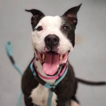 Rescue Mixed Breed Dogs for Adoption in Sarasota, Florida - Minnie | PetCurious