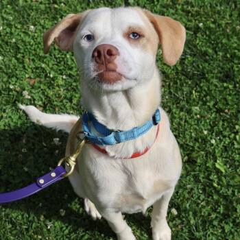 Cheesecake -  Pointer Dog Available for Adoption in Briarcliff Manor, New York - Cheesecake | PetCurious