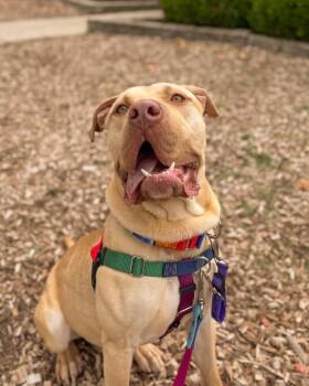 Henry Wu -  Mixed Breed Dog for Adoption in Cincinnati, Ohio - Henry Wu | PetCurious