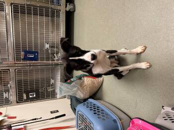 Rescue Black Labrador Retriever and Border Collie Dogs for Adoption in Leavenworth, Kansas - 25-0515 "Anna) | PetCurious