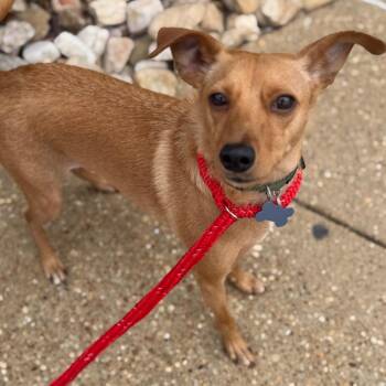 Jimmy -  Mixed Breed Dog for Adoption in Chesapeake, Virginia - Jimmy | PetCurious