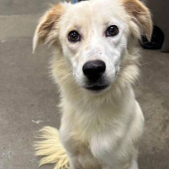 Sabrina -  Mixed Breed Dog for Adoption in Melbourne, Kentucky - Sabrina | PetCurious
