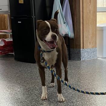 Boston Terrier Dogs Available for Adoption in Greenville, South Carolina - Ginger Snap | PetCurious