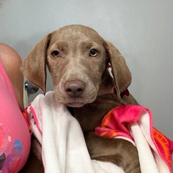Raven -  Weimaraner and Chocolate Labrador Retriever Dog for Adoption - Raven | PetCurious