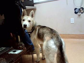 INDIANA -  Siberian Husky and Mixed Breed Dog for Adoption in Martinez, California - INDIANA | PetCurious