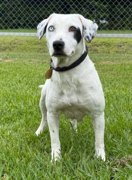 Darcy -  Mixed Breed Dog for Adoption in Kingsland, Georgia - Darcy | PetCurious