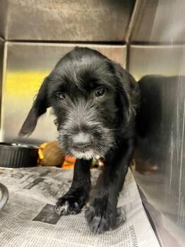 Terrier and Mixed Breed Dogs Available for Adoption in Jackson, Tennessee - Riptide | PetCurious