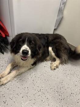 Border Collie and Great Pyrenees Dogs Available for Adoption - SANDY | PetCurious