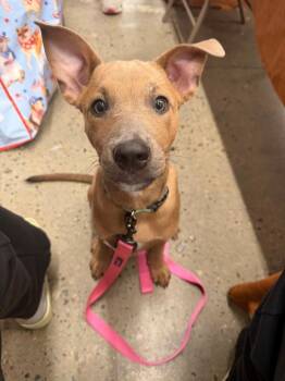 Bam -  Pit Bull Terrier Dog for Adoption in Semmes, Alabama - Bam | PetCurious