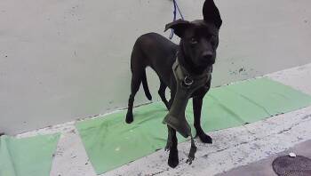 KODA -  Labrador Retriever and Mixed Breed Dog for Adoption in Houston, Texas - KODA | PetCurious