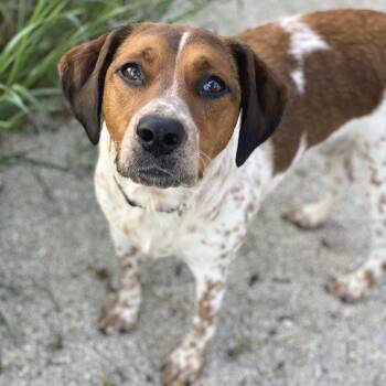 Rescue Coonhound Dogs for Adoption in Decorah, Iowa - Anais | PetCurious