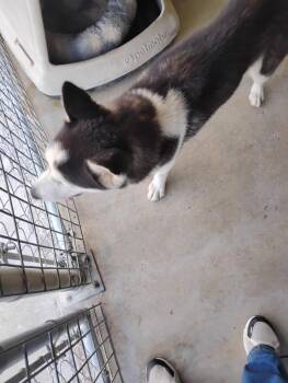 Delilah -  Husky Dog Available for Adoption in Brownwood, Texas - Delilah | PetCurious