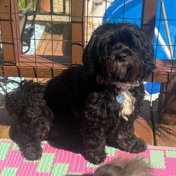 Jazzy -  Shih Tzu and Mixed Breed Dog for Adoption in Union City, Pennsylvania - Jazzy | PetCurious