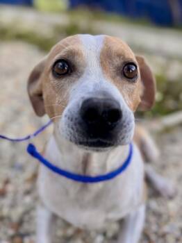 Rescue Pit Bull Terrier and Mixed Breed Dogs for Adoption in New Orleans, Louisiana - Patrick Stump | PetCurious