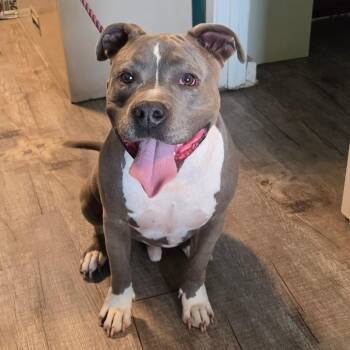 Thor -  Pit Bull Terrier Dog for Adoption in Jefferson City, Tennessee - Thor | PetCurious
