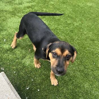 West -  Mixed Breed Dog for Adoption in Bedford, New Hampshire - West | PetCurious