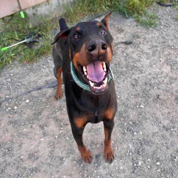 Khan -  Doberman Pinscher Dog for Adoption in Nampa, Idaho - Khan | PetCurious