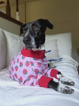 Labrador Retriever Dogs Available for Adoption in Wantagh, New York - Willow | PetCurious