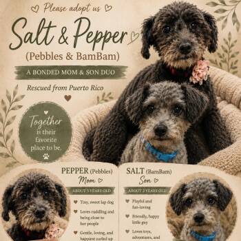 Pebbles and BamBam -  Poodle Dog for Adoption in Pleasant Valley, New York - Pebbles And BamBam | PetCurious