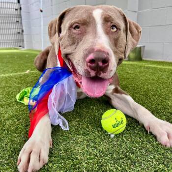 Munchkin -  Mixed Breed Dog for Adoption in San Francisco, California - Munchkin | PetCurious