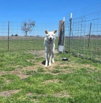 Rescue German Shepherd Dog and Mixed Breed Dogs for Adoption in Kemp, Texas - Sushi | PetCurious