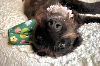 Poodle and Schnauzer Dogs Available for Adoption in Princeton, Massachusetts - Magpie | PetCurious