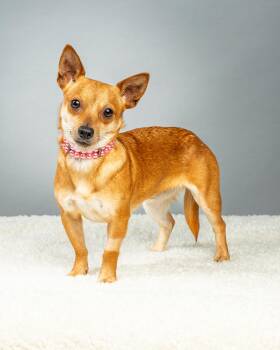 Chihuahua Dogs Available for Adoption - Maple | PetCurious