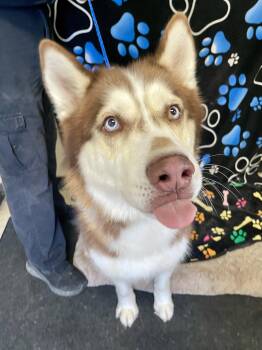 Husky Dogs Available for Adoption in Washington Court House, Ohio - Dirk  | PetCurious