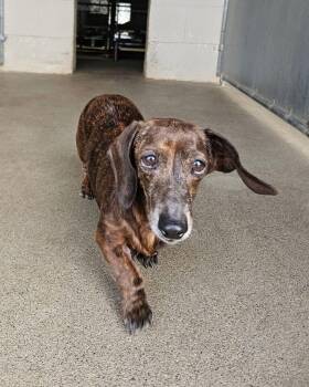 Dachshund Dogs Available for Adoption - Maggie | PetCurious