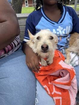 Terrier Dogs Available for Adoption in San Antonio, Texas - MELLO | PetCurious