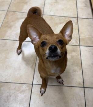 Queenie -  Chihuahua Dog for Adoption in Troutdale, Oregon - Queenie | PetCurious