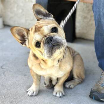 ELLIE -  French Bulldog Dog for Adoption in Camarillo, California - ELLIE | PetCurious