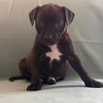 Arana -  Black Labrador Retriever and Mixed Breed Dog for Adoption in St. Peters, Missouri - Arana | PetCurious