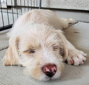 Happy Gilmore -  Terrier Dog for Adoption in Penryn, California - Happy Gilmore | PetCurious