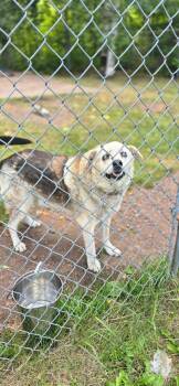 Chomper -  Shepherd and Mixed Breed Dog for Adoption in Ashland, Wisconsin - Chomper | PetCurious