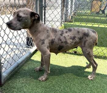 AMORA -  Mixed Breed Dog for Adoption in Columbia, South Carolina - AMORA | PetCurious