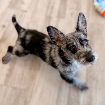 Skye -  Australian Shepherd and Mixed Breed Dog Available for Adoption in Green Bay, Wisconsin - Skye | PetCurious