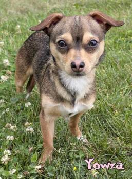 Yowza (surgery 6/29) -  Chihuahua and Mixed Breed Dog for Adoption in Mason, Michigan - Yowza (surgery 6/29) | PetCurious