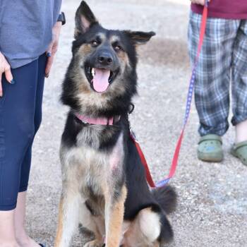 AUSTIN GS -  German Shepherd Dog Dog for Adoption in Lucas, Texas - AUSTIN GS | PetCurious