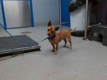 Chihuahua and Mixed Breed Dogs Available for Adoption in Albuquerque, New Mexico - ANNA | PetCurious