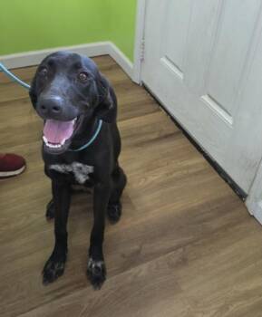 Tia -  Labrador Retriever Dog for Adoption in Cleveland, Tennessee - Tia | PetCurious