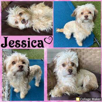 Yorkshire Terrier Dogs Available for Adoption in Clearfield, Pennsylvania - Jessica | PetCurious