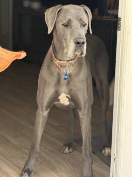 Great Dane Dogs Available for Adoption in Glendale, Arizona - Luna | PetCurious