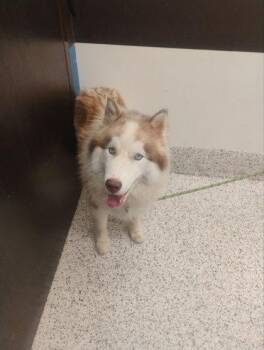 Snowcap -  Alaskan Malamute Dog for Adoption in Atlanta, Georgia - Snowcap | PetCurious