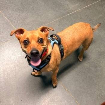 Dachshund Dogs Available for Adoption in Idaho Falls, Idaho - Louis | PetCurious