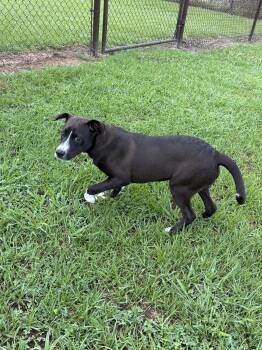 Labrador Retriever and Mixed Breed Dogs Available for Adoption in Grovetown, Georgia - JESSE | PetCurious