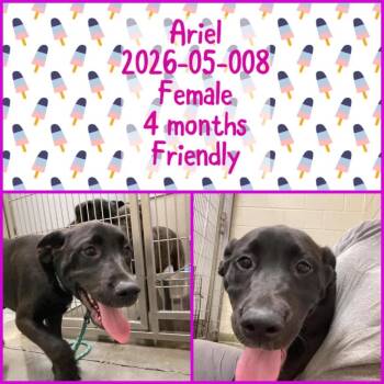 2026-05-008 *Ariel* -  Labrador Retriever Dog for Adoption in Winder, Georgia - 2026-05-008 *Ariel* | PetCurious