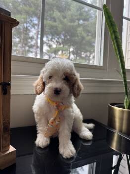Gino -  Goldendoodle Dog for Sale in Germantown, Maryland - Gino | PetCurious