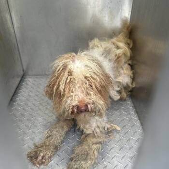 Stray - Lima Ln (Pistachio) -  Mixed Breed Dog for Adoption in Roxboro, North Carolina - Stray - Lima Ln (Pistachio) | PetCurious